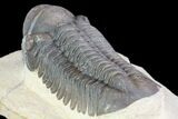Large, Reedops Trilobite - Atchana, Morocco #74879-4